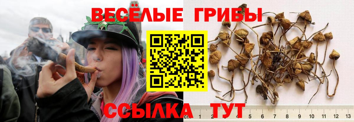 Псилоцибиновые грибы MAGIC MUSHROOMS Павлово